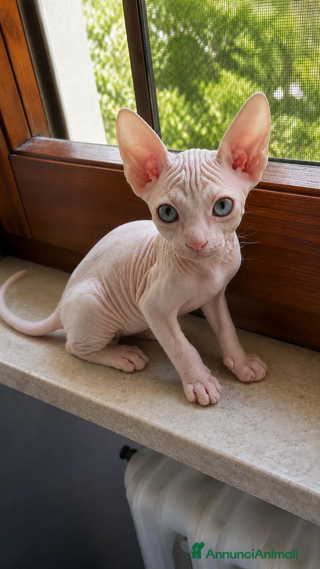 Sphynx gatti in vendita: Cuccioli Sphynx Velour, due Fratellini Disponibili - Annuncio 1