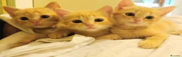 Altre razze gatti in vendita: Gattini Mix  - Annuncio 2