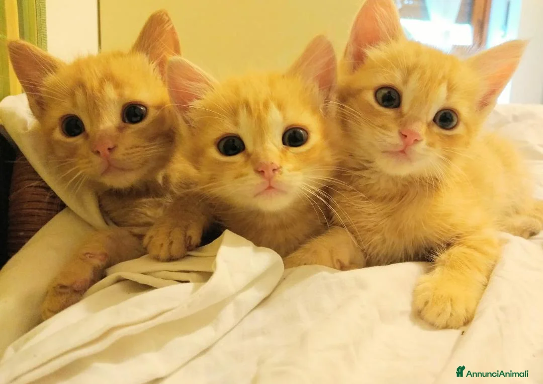 Altre razze gatti in vendita: Gattini Mix  - Annuncio 2
