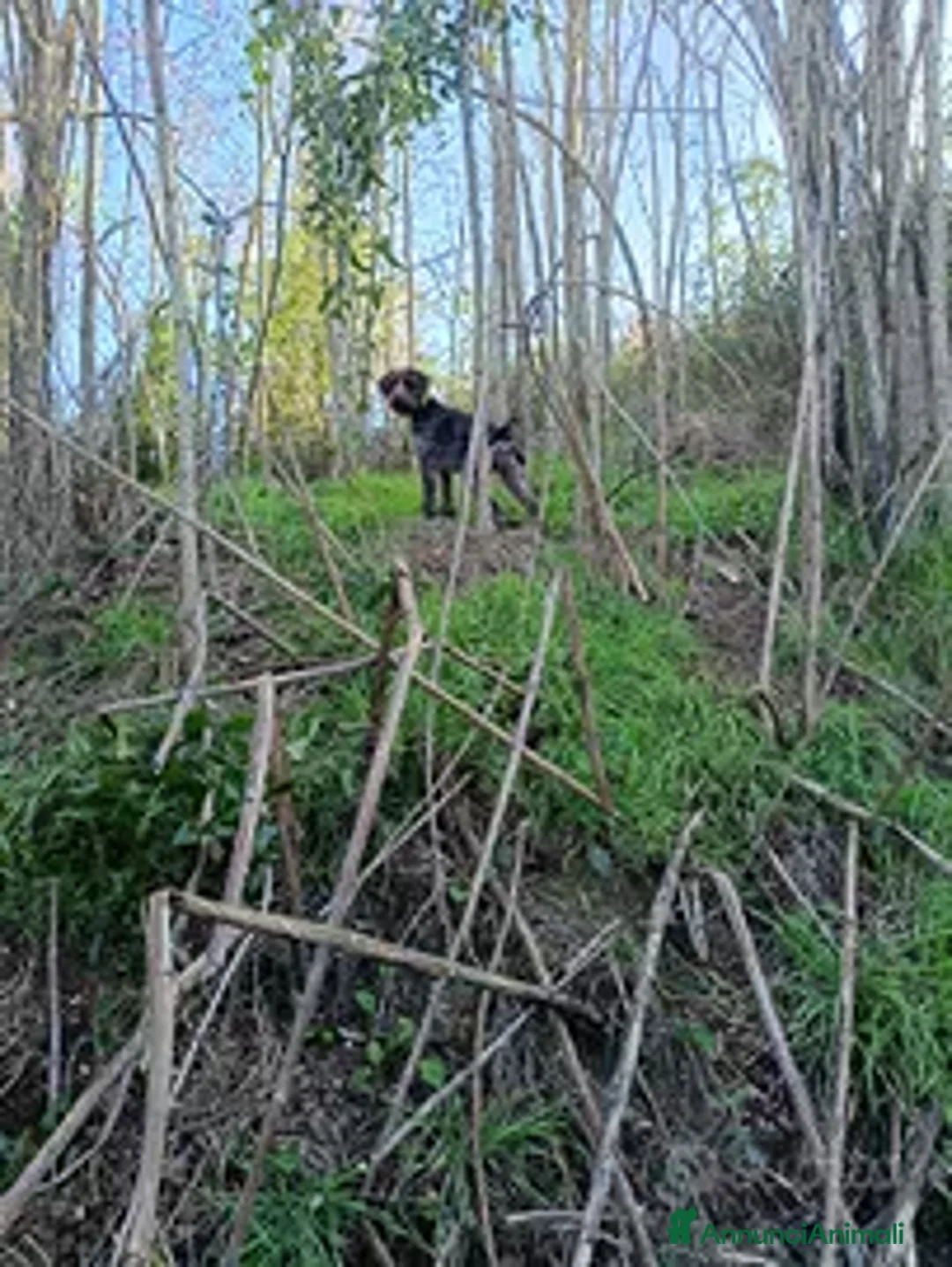 Drahthaar cani in vendita: Cuccioli di drahthaar - Annuncio 1