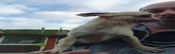 Chihuahua cani in vendita: Chihuahua femmina  - Annuncio 4
