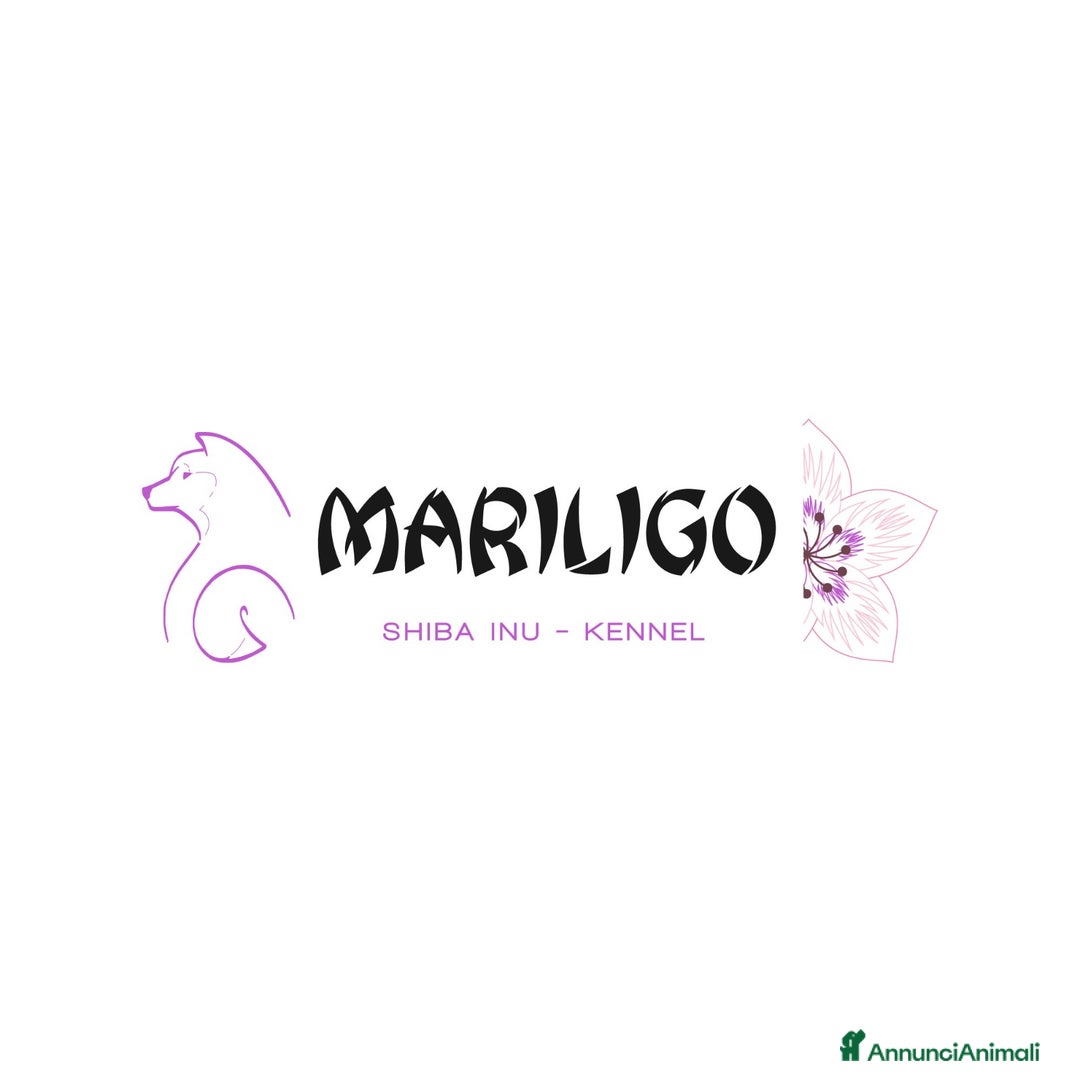 Immagine della galleria {{count}}