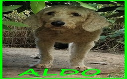 Lagotto cani in regalo: ALDO, DOLCE SIMIL LAGOTTINO 4 ANNI, UNA VITA NEGAT - Immagine 1