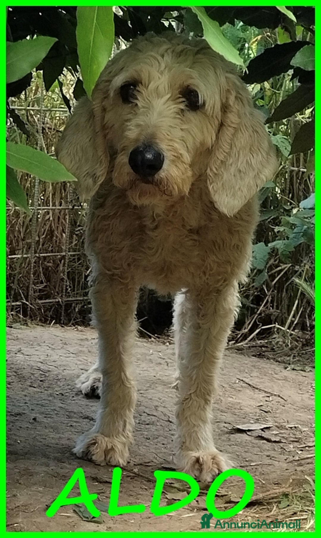 Lagotto cani in regalo: ALDO, DOLCE SIMIL LAGOTTINO 4 ANNI, UNA VITA NEGAT - Immagine 1