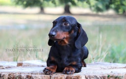 Bassotto cani per accoppiamento: Bassotto nano per monta a Provincia di Ferrara - Immagine 5