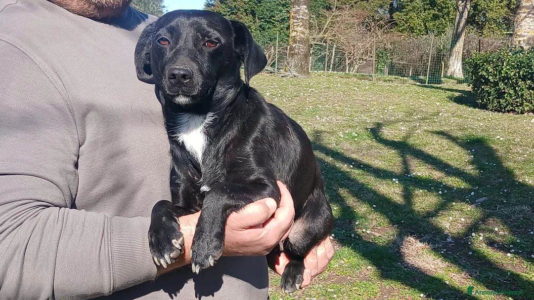 Meticcio cani in regalo: LA DOLCISSIMA LIQUIRIZIA HA BISOGNO DI UNA CASA - Annuncio 2