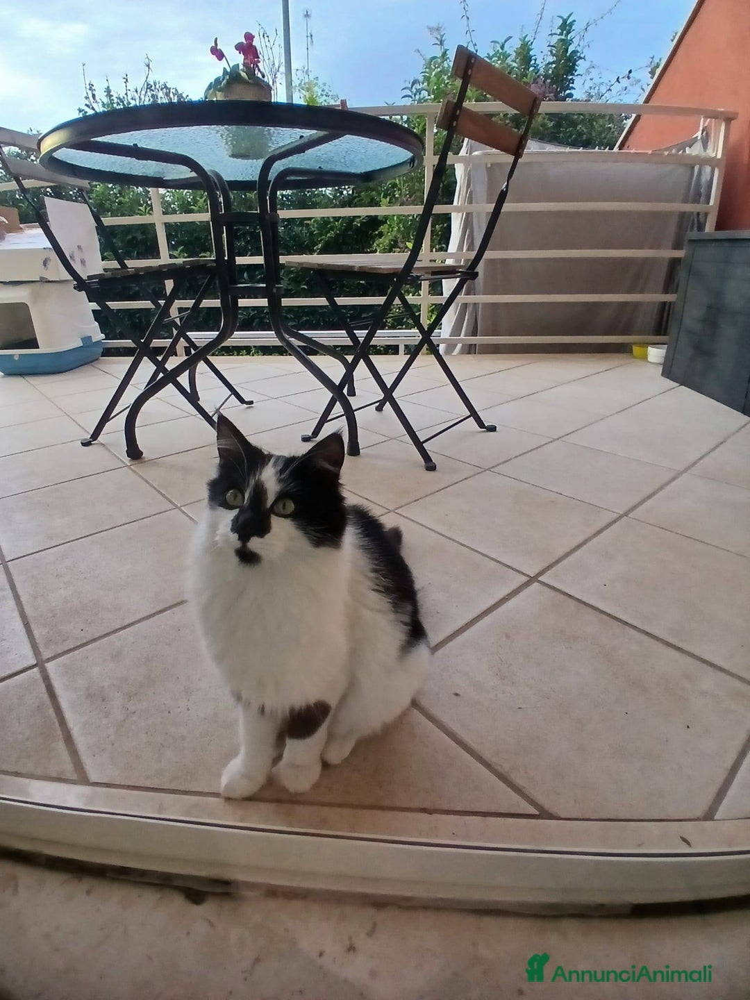 Meticcio gatti in regalo: Cleo gattina smorfiosa - Annuncio 5