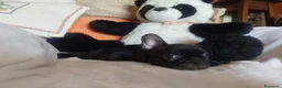 Bulldog Francese cani in vendita: Cucciolo bulldog francesi Pedigree ENCI a Provincia di Vercelli - Annuncio 5