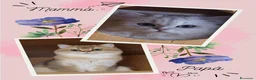 British gatti in vendita: Cuccioli British Golden e Silver - Annuncio 23