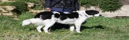 Meticcio cani in regalo: Panda dolce cagnolone in adozione  - Annuncio 4
