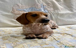 Bassotto cani in vendita: Bassotto piebald a Città metropolitana di Roma Capitale - Immagine 2