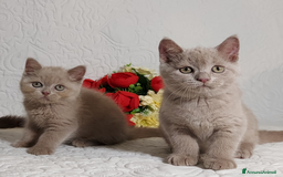 British gatti in vendita: British Shorthair maschietti  a Provincia di Pavia - Immagine 3