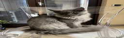 Maine Coon gatti in vendita: Cucciolo di razza Maine Coon con pedigree AFeF - Annuncio 3
