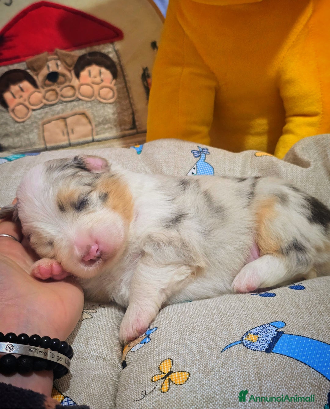 Australian Shepherd cani in vendita: Cucciole di pastore australiano con pedigree ENCI - Annuncio 29