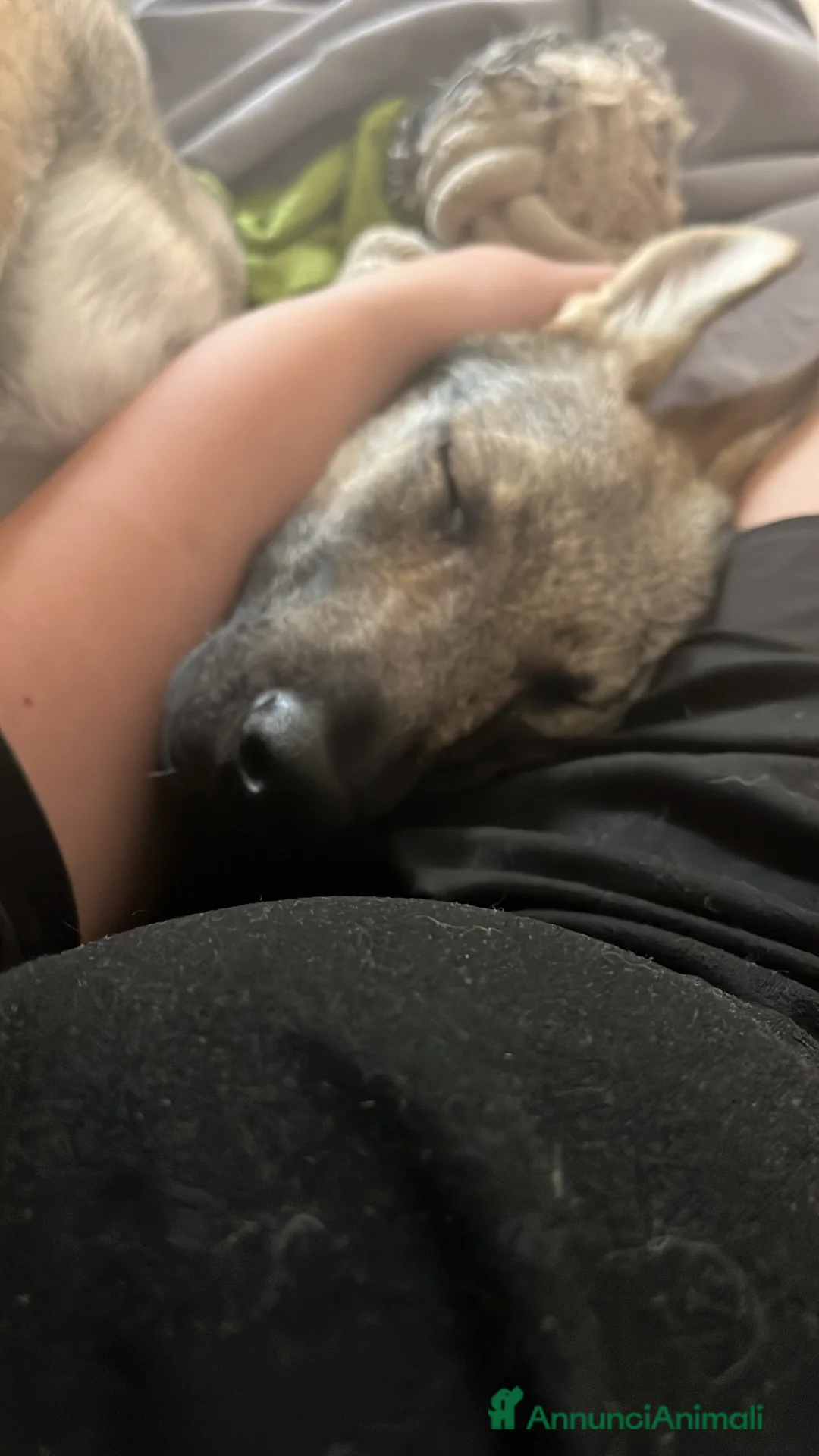 Lupo Cecoslovacco cani in vendita: Cane lupo cecoslovacco  - Annuncio 2