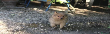 Spitz 2
