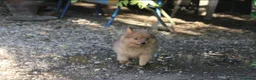 Spitz cani in vendita: Spitz Tedesco piccolo volpino  - Annuncio 2