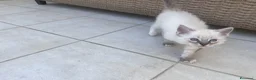 Ragdoll gatti in vendita: Ragdoll maschi - Annuncio 6