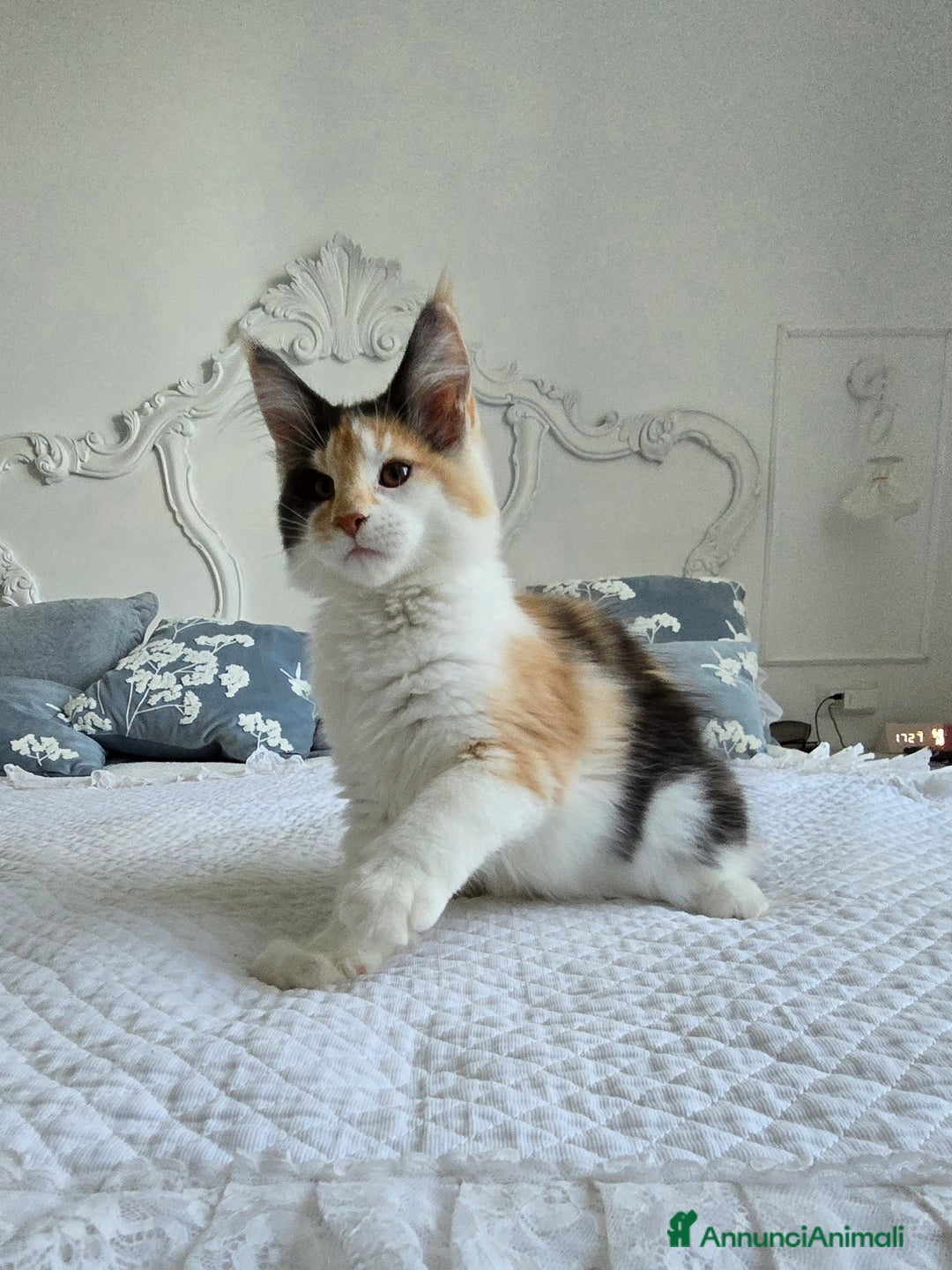 Maine Coon gatti in vendita: Cucciola di maine coom - Annuncio 2