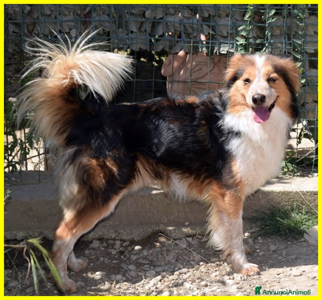 Meticcio cani in regalo: PERSEO un bel tipetto! Adoz. consapevole - Annuncio 3