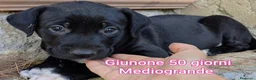Meticcio cani in regalo: TANTI CUCCIOLI SOLI  a Provincia di Vicenza - Annuncio 8