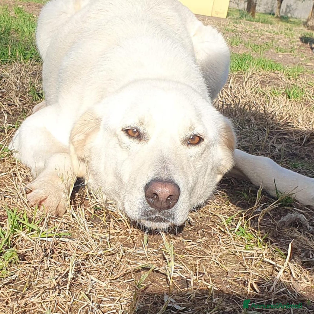 Meticcio cani Ziguli' il timido cagnolino dal sorriso speciale  - Annuncio 1