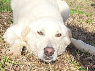 Meticcio cani Ziguli' il timido cagnolino dal sorriso speciale - Annuncio 1