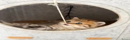 Scottish gatti in vendita: Scottish fold&straihgt - Annuncio 14