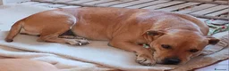 Pitbull cani in regalo: Kira pitbull 11 anni - Annuncio 5