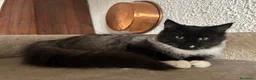 Siberiano gatti in vendita: Gattino siberiano ipoallergenico  - Annuncio 2