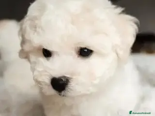 Maltese cani Maltesi Toy - Annuncio 3