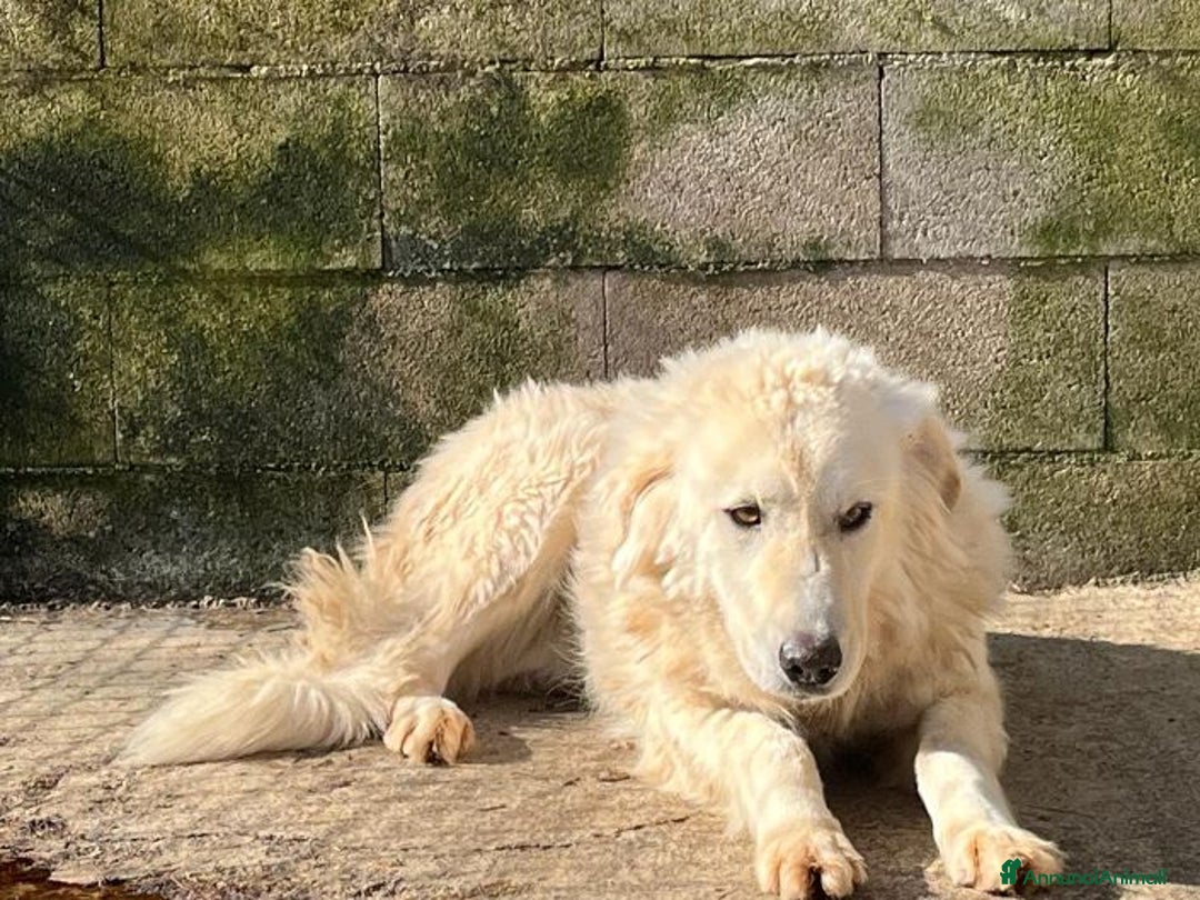 Meticcio cani in regalo: SOLE tranquillo e pacato tg grande - Annuncio 3