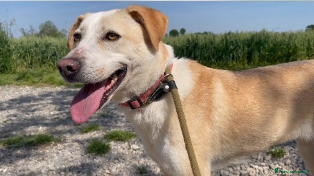 Meticcio cani in regalo: Airy femmina mix Labrador 3anni e 1/2 BRESCIA SOS - Annuncio 3