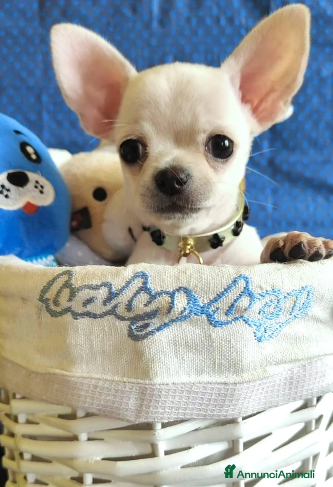Chihuahua cani in vendita: Amore a prima vista - Annuncio 3