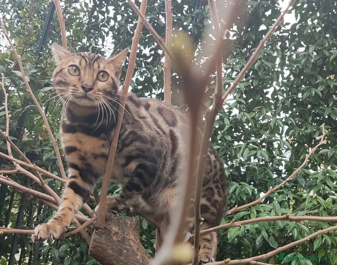 Bengala gatti in vendita: Dolcissima gattina Bengala  - Annuncio 4
