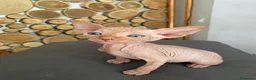 Sphynx gatti in vendita: Cuccioli Sphynks  - Annuncio 15