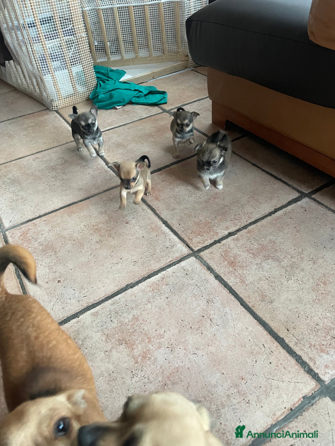 Chihuahua cani in vendita: Vendo Cuccioli Chihuahua purissimi - Annuncio 2