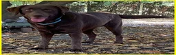 Labrador cani in regalo: KUBRA stupenda - cieca - timida - Annuncio 4