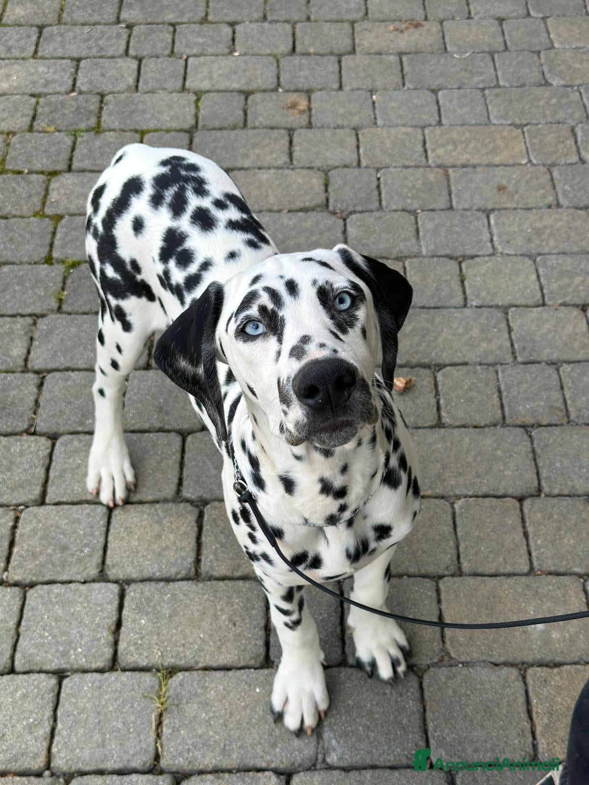 Dalmata cani Dalmata cucciolo con pedigree - Annuncio 4