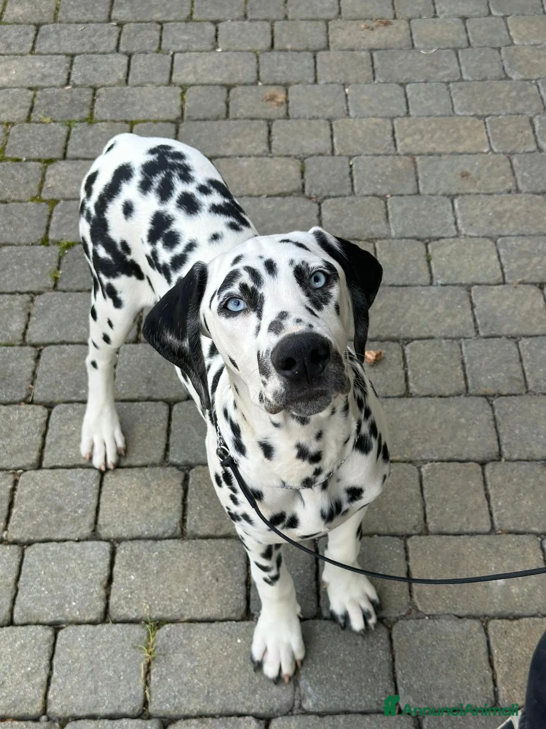 Dalmata cani in vendita: Dalmata cucciolo con pedigree - Annuncio 1