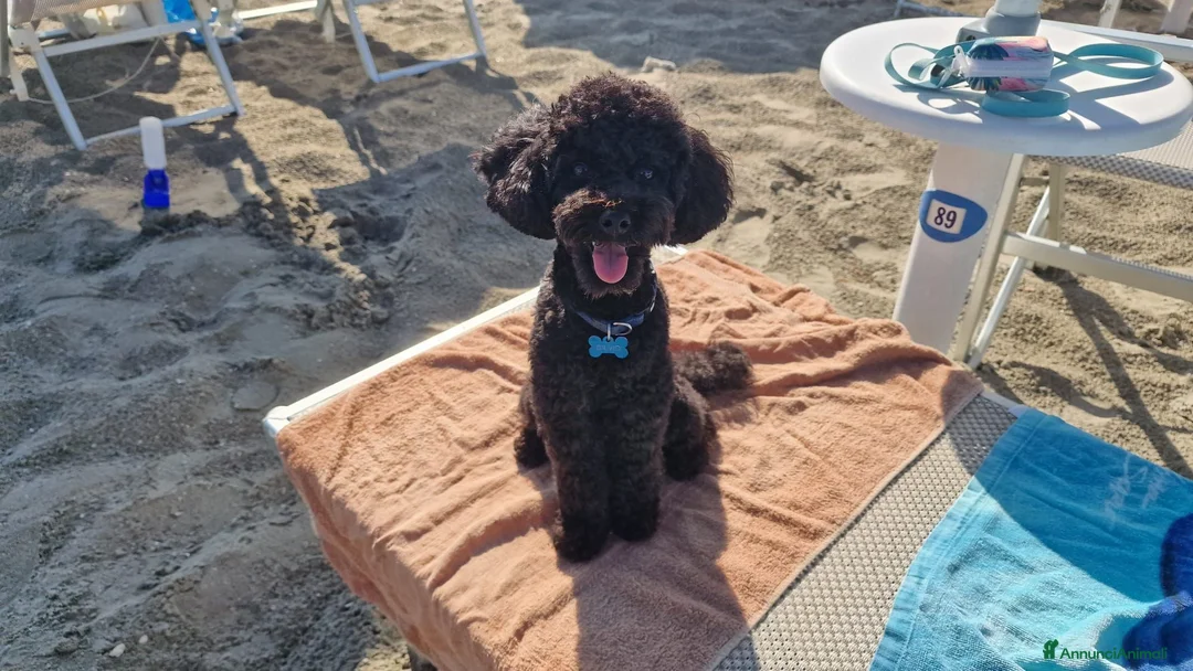 Barboncino Toy cani per accoppiamento: BARBONCINO TOY disponibile per accoppiamento  - Annuncio 2