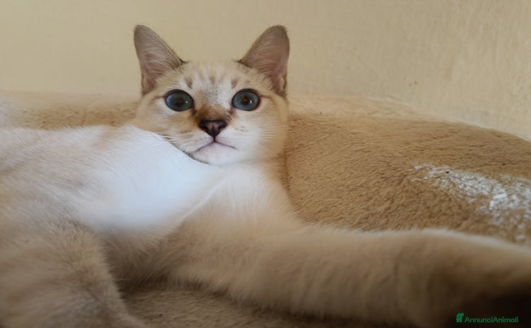 Thai gatti - Annuncio 1