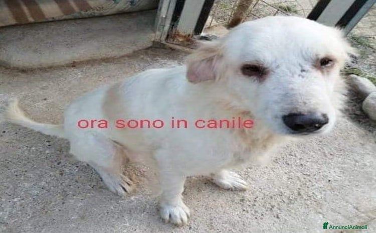 Meticcio cani a Città Metropolitana di Torino - Annuncio 19