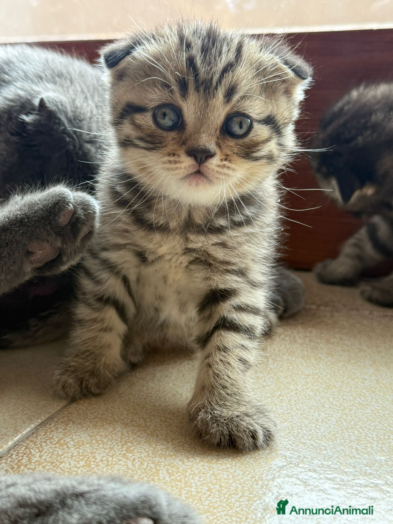 British gatti in vendita: British shorthair  - Annuncio 14