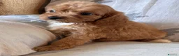 Cavapoo cani in vendita: Cuccioli di cane Cavapoo - Annuncio 1