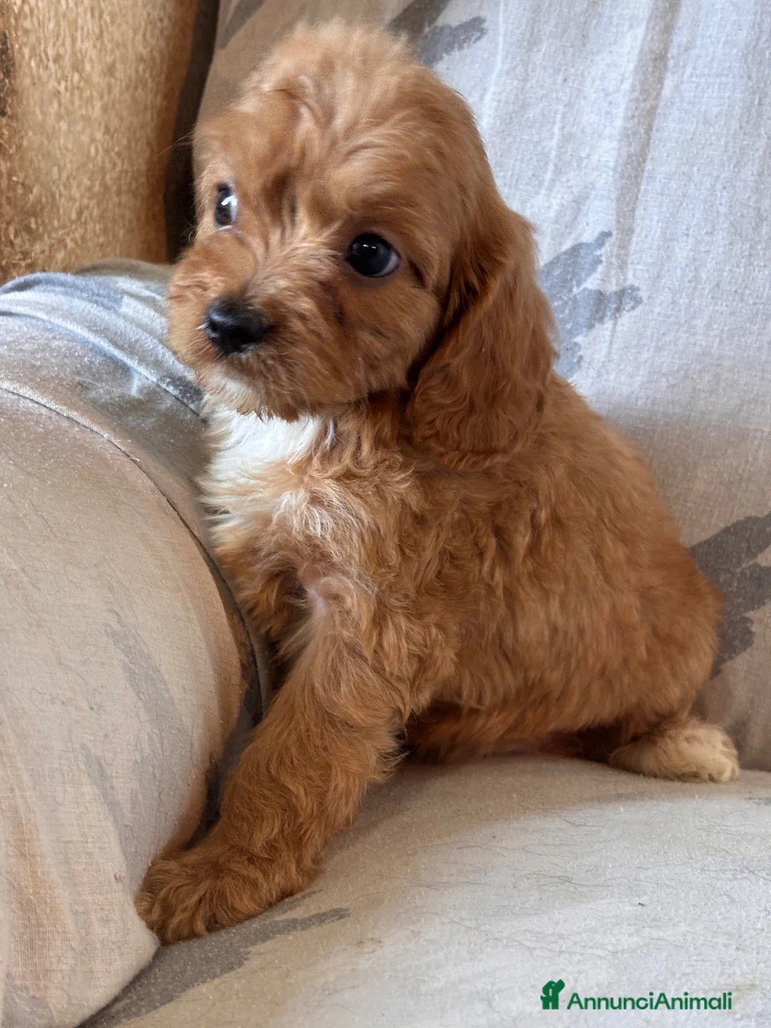 Cavapoo cani in vendita: Cuccioli di cane Cavapoo - Annuncio 1