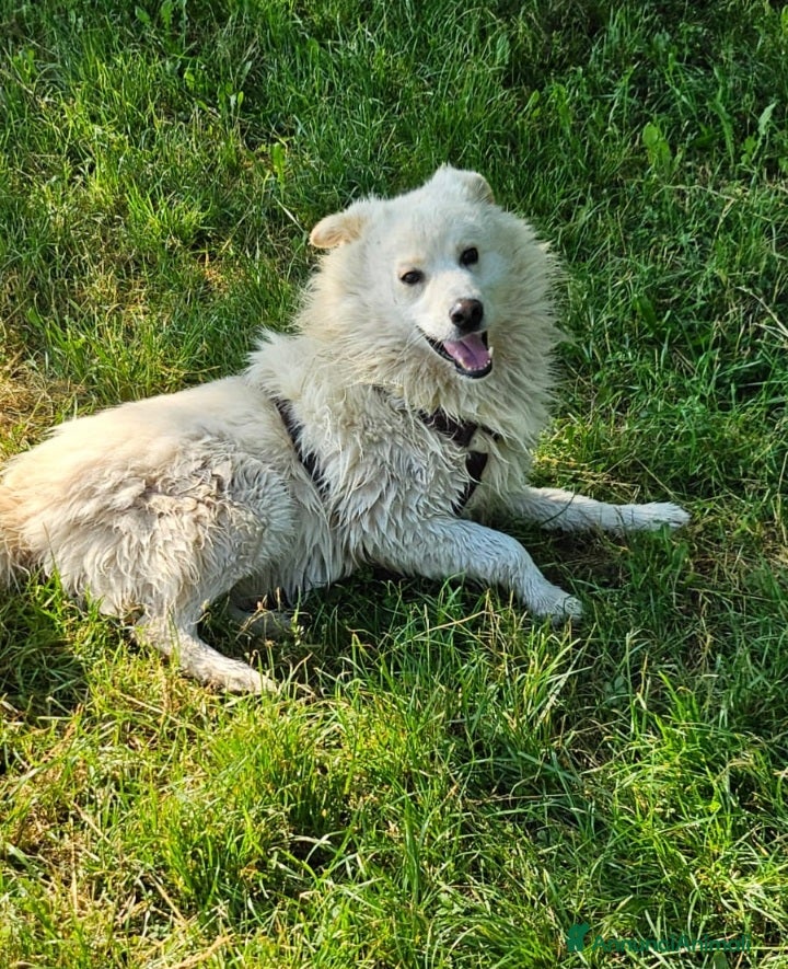 Meticcio cani Simil volpino extralarge 4anni da 2in canileNOVARA - Annuncio 29