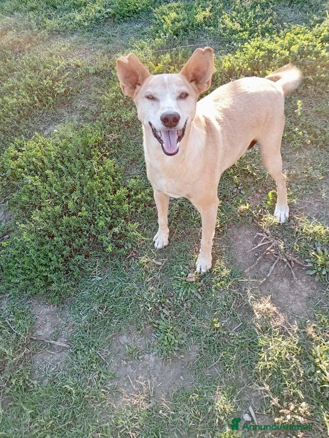 Meticcio cani in regalo: TOBIA URGENTE ADOZIONE DEL CUORE - Annuncio 2