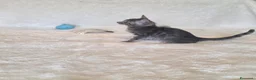 Bengala gatti in vendita: Gatto bengala - Annuncio 3