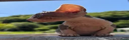 Sphynx gatti in vendita: Cuccioli sphynx - Annuncio 3